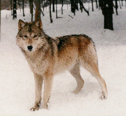 Alpha in Snow